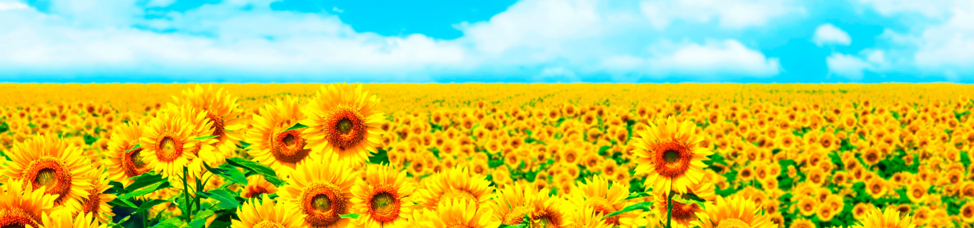 心と発達の相談室　ひだまり